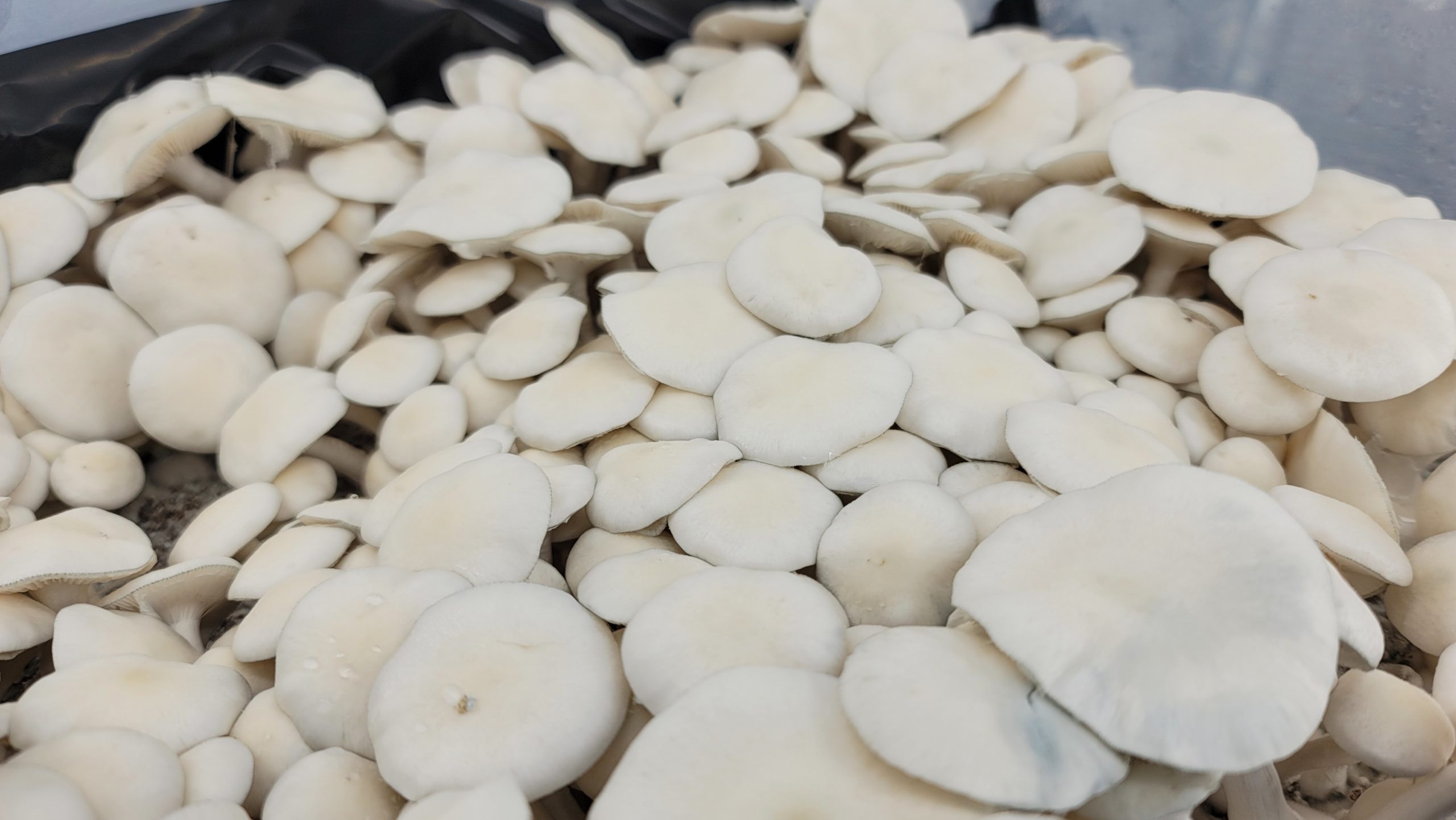 Albino Burma - Isolated Plate - Image 2