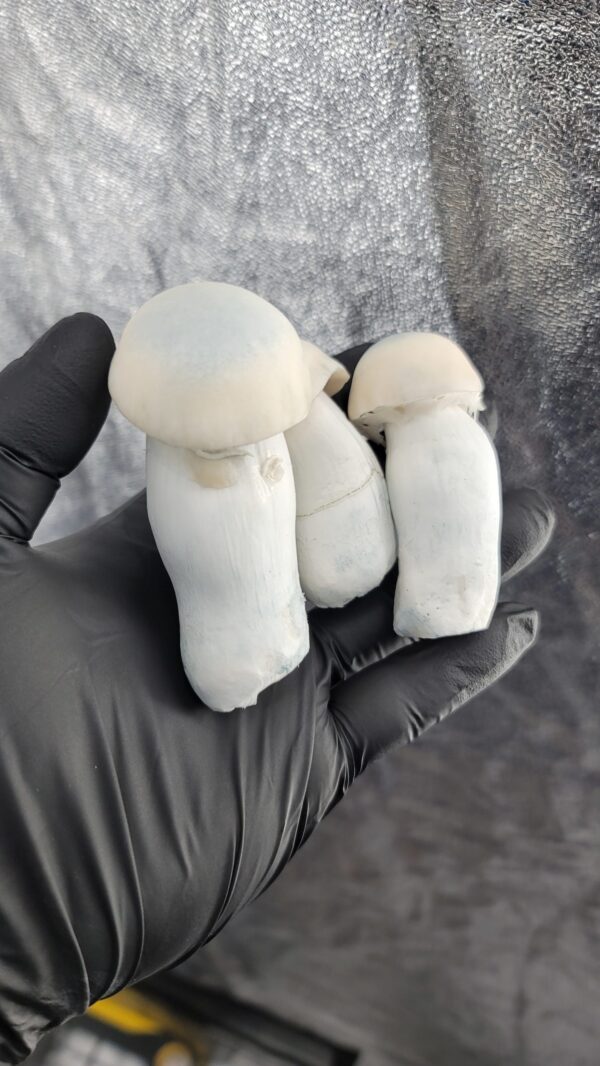 Yeti - Isolated Plate - Image 3