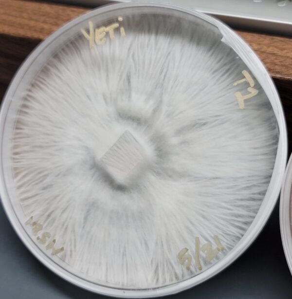 Yeti - Isolated Plate