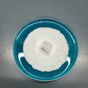 Albino Burma - Isolated Plate