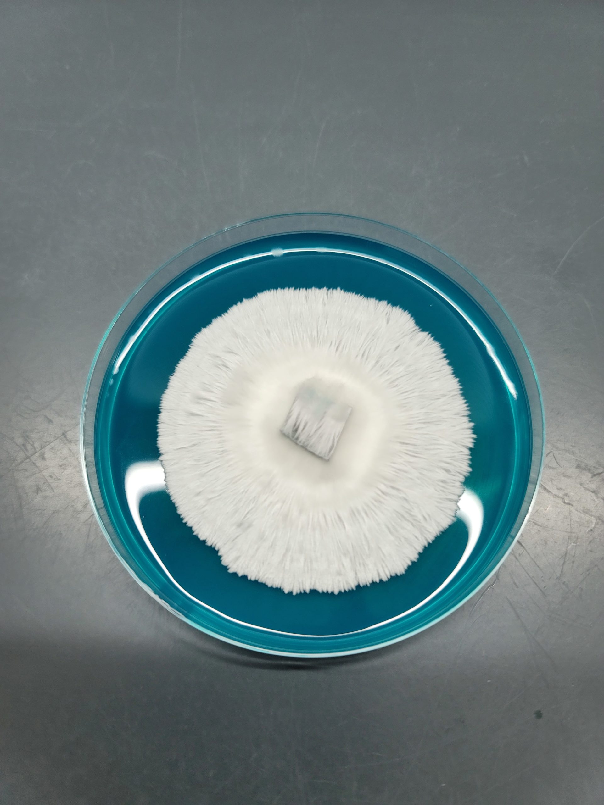 Albino Burma - Isolated Plate