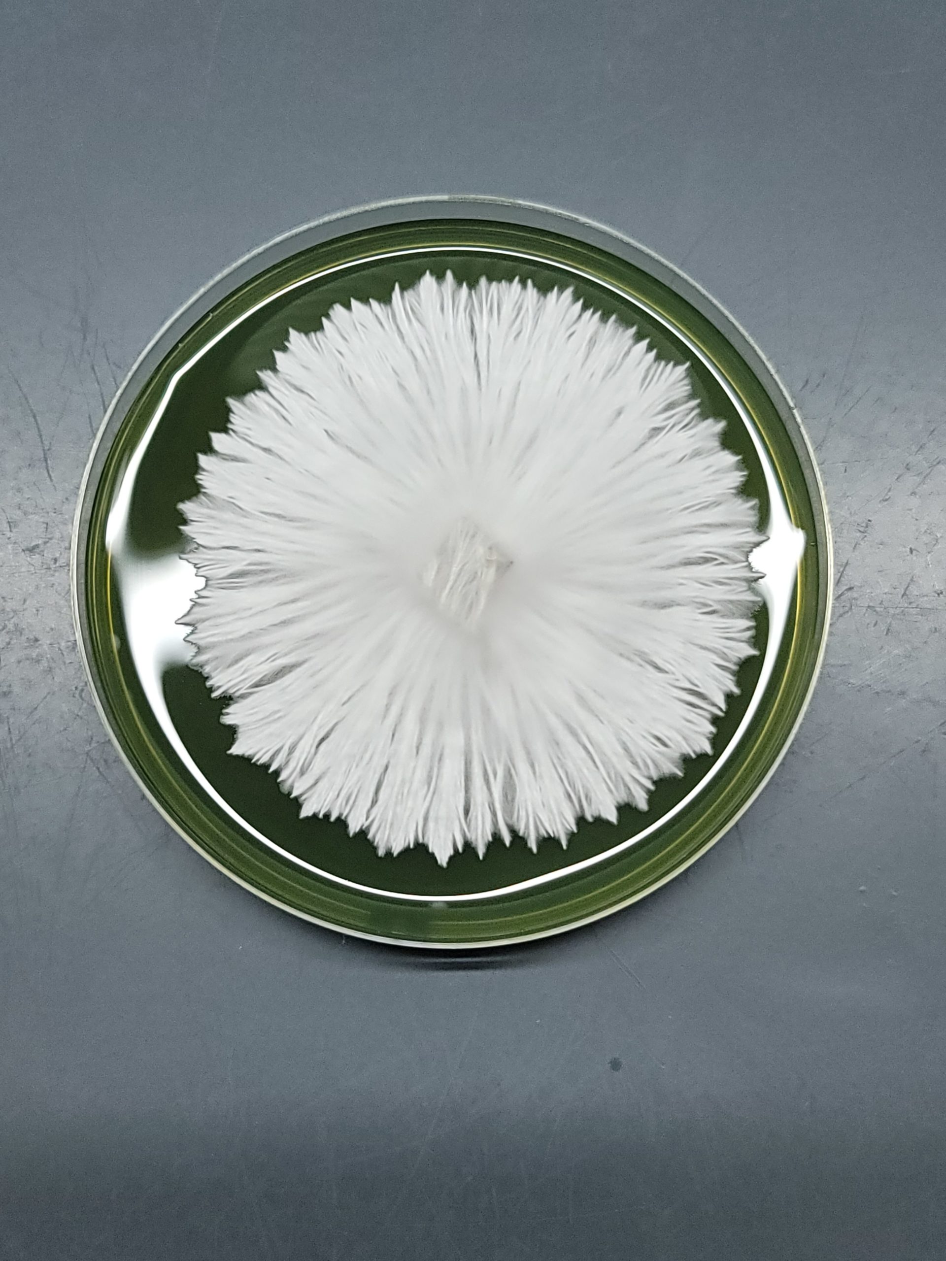 Albino Avery - Isolated Plate