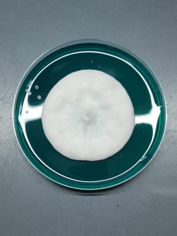 White Golden Teacher - Isolated Plate