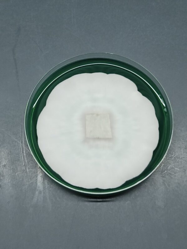 Albino Penis Envy Isolated Plate