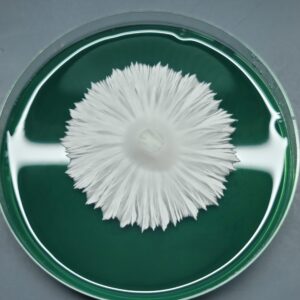 Orissa India Isolated Plate