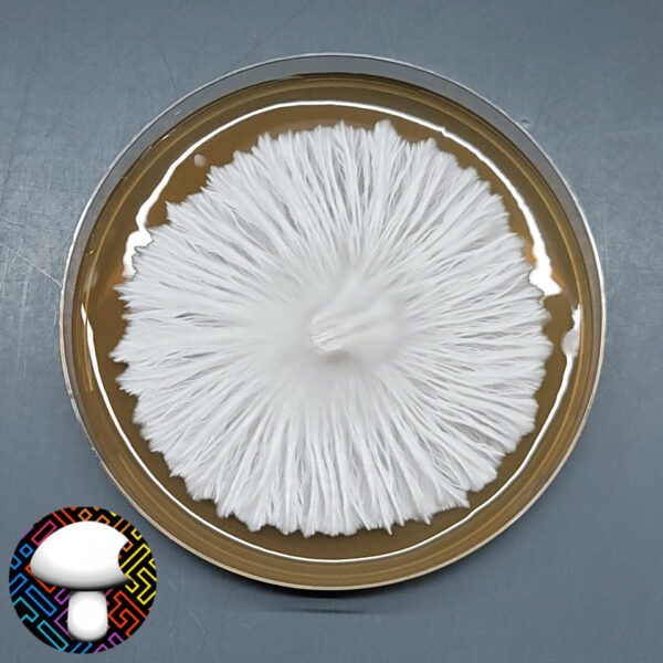 Bluey Vuitton - Isolated Plate