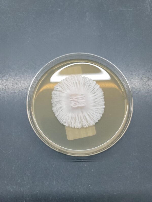 Ape R - Isolated Plate