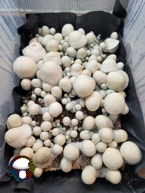 Albino Penis Envy Isolated Plate - Image 3