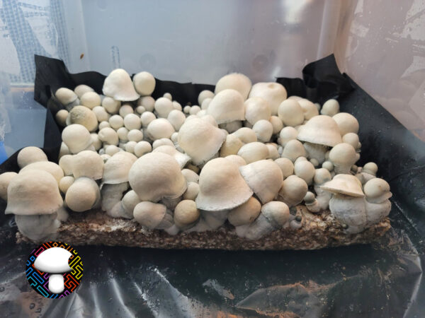 Albino Penis Envy Isolated Plate - Image 4