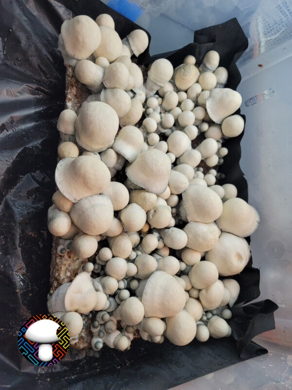 Albino Penis Envy Isolated Plate - Image 5