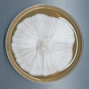 Melmac - Isolated Plate
