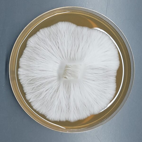 Melmac - Isolated Plate