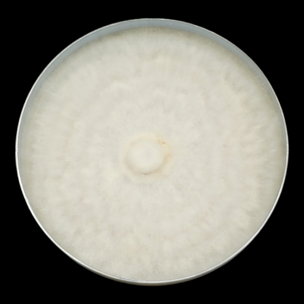 ATL7 Tampanensis Isolated Plate