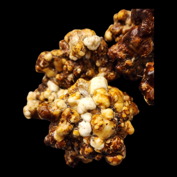 ATL7 Tampanensis Isolated Plate - Image 3