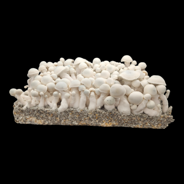 Albino Melmac - Isolated Plate - Image 3