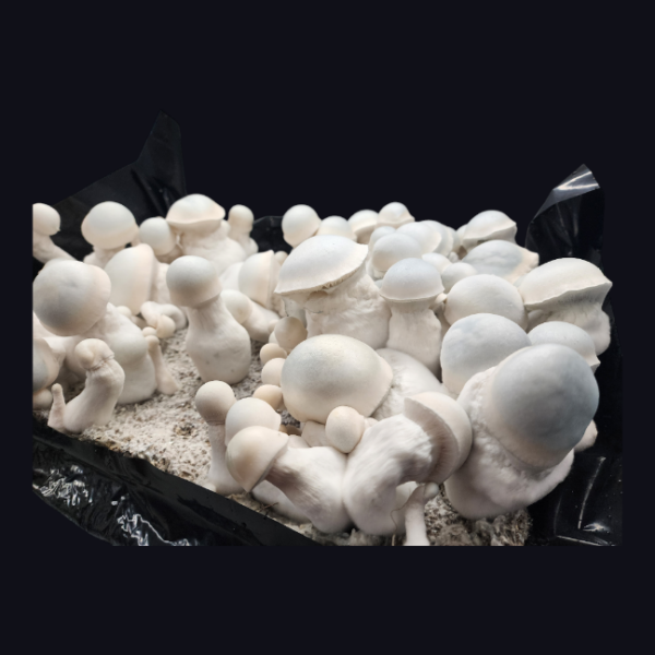 Albino Melmac - Isolated Plate - Image 2