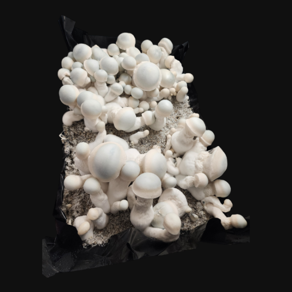Albino Melmac - Isolated Plate - Image 4