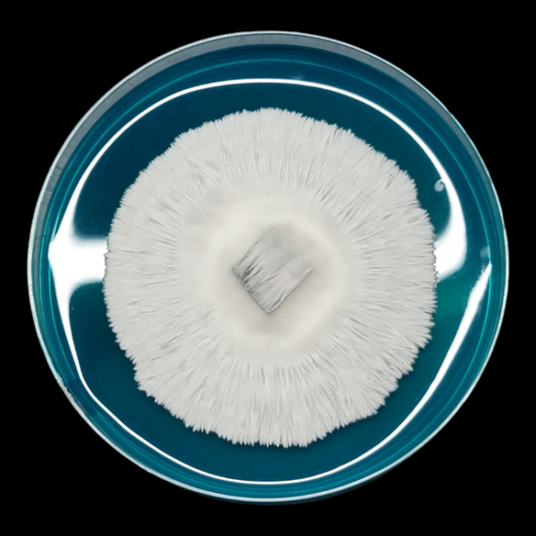 Albino Melmac - Isolated Plate