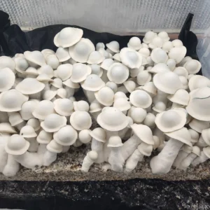 Albino Penis Envy Isolated Plate
