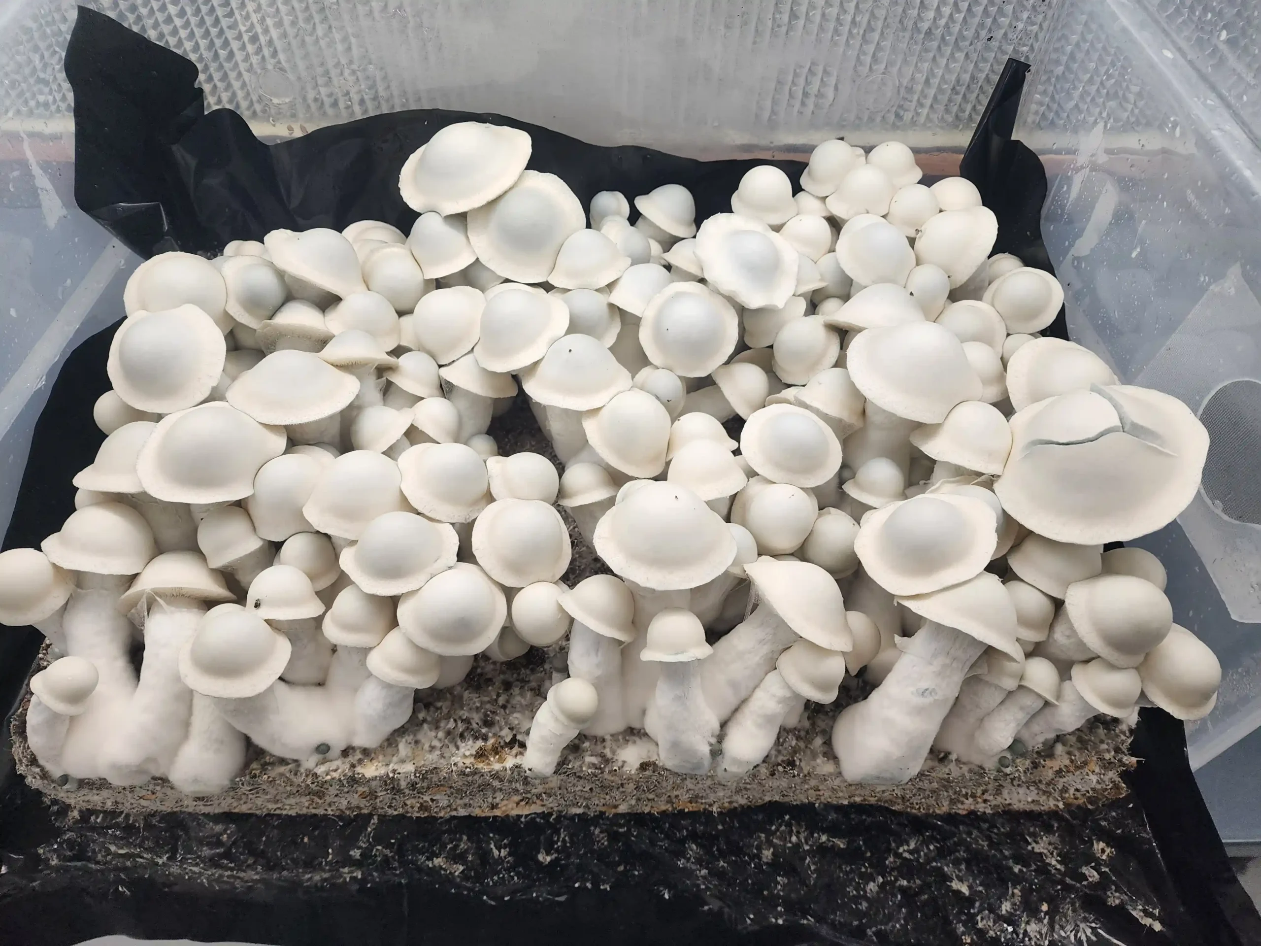 Albino Penis Envy Isolated Plate