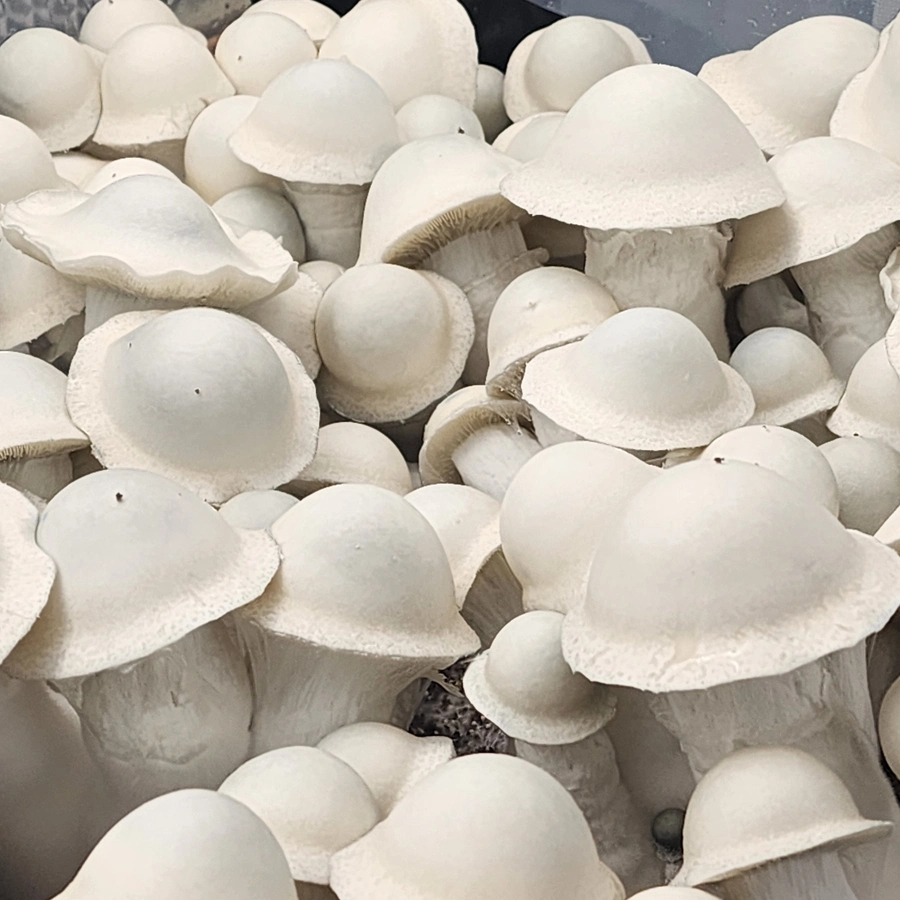 Albino Penis Envy Isolated Plate - Image 3