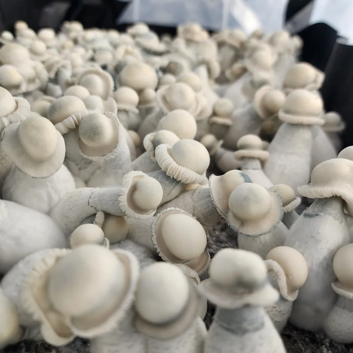 Albino Penis Envy Isolated Plate - Image 4