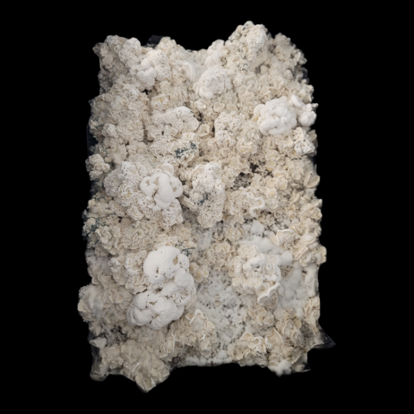 Enigma - Isolated Plate - Image 2