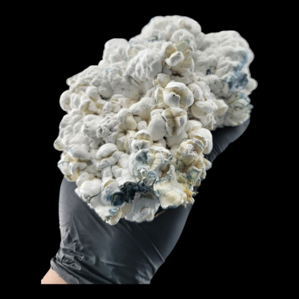 Enigma - Isolated Plate - Image 3