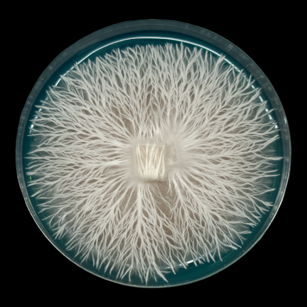 Golden Teacher - Isolated Plate