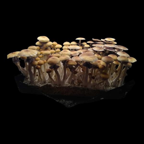Golden Teacher - Isolated Plate - Image 2