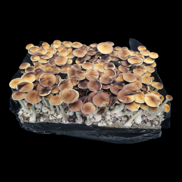 Golden Teacher - Isolated Plate - Image 3