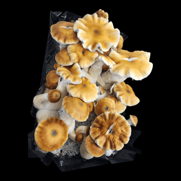 Hillbilly "Pumpkin" - Isolated Plate - Image 2