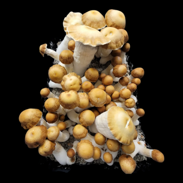 Hillbilly "Pumpkin" - Isolated Plate - Image 3
