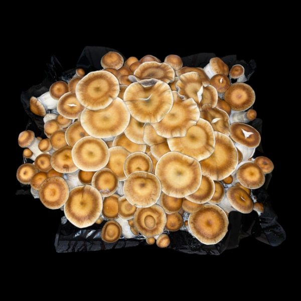 Hillbilly "Pumpkin" - Isolated Plate - Image 4