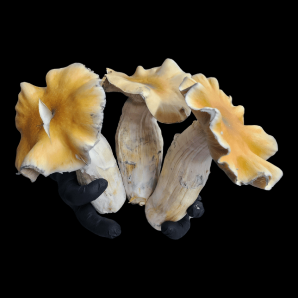 Hillbilly "Pumpkin" - Isolated Plate - Image 5