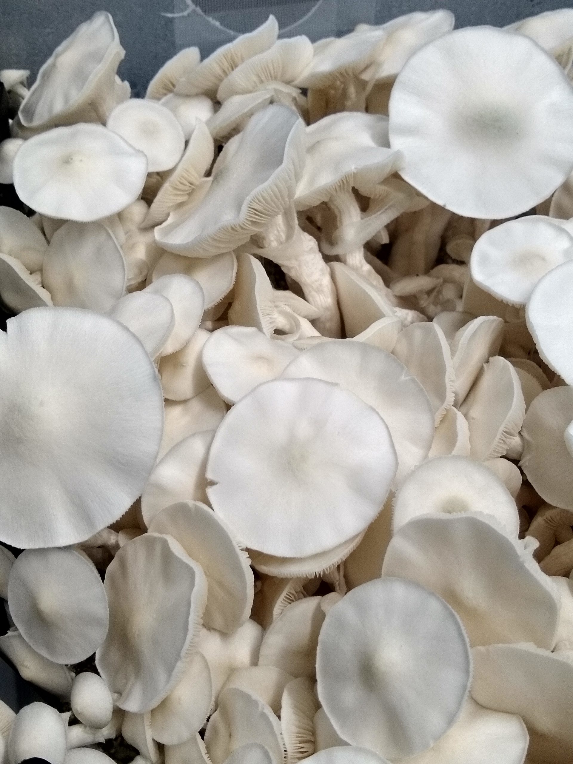 Albino Avery - Isolated Plate - Image 2