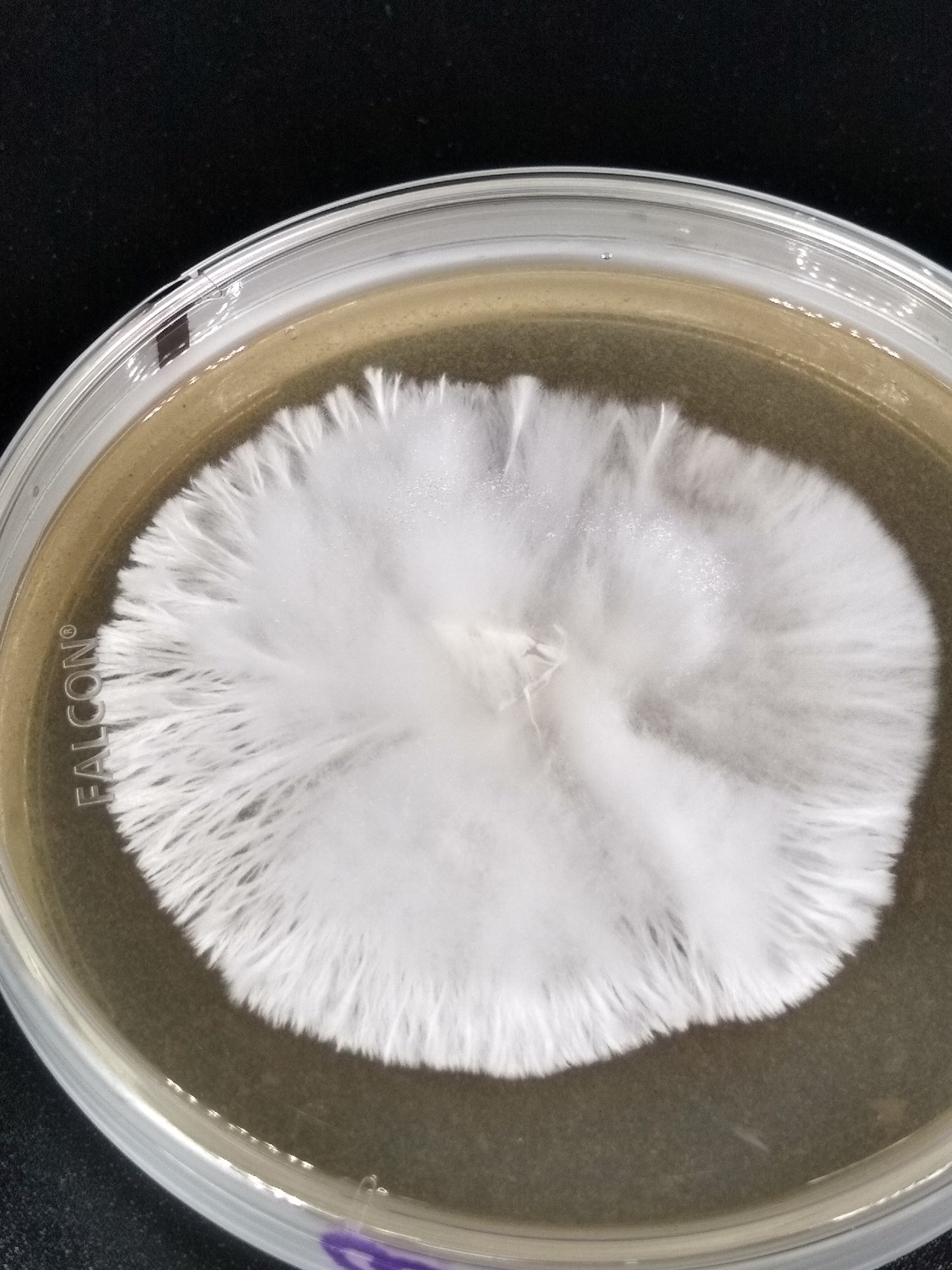 Iso Leucistic Golden Teacher