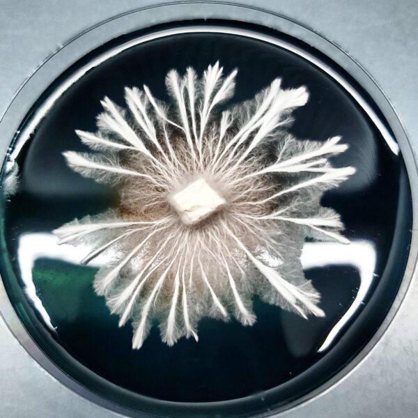 Golden Halo - Isolated Plate