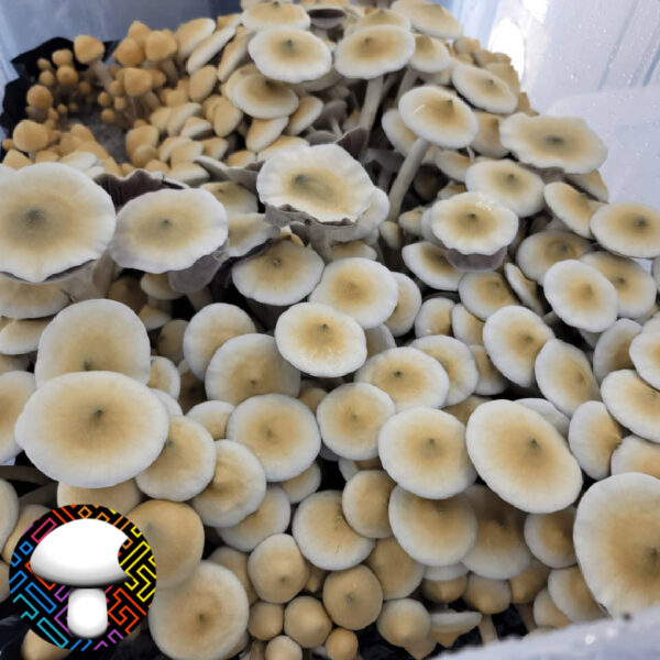 Ape R - Isolated Plate - Image 3