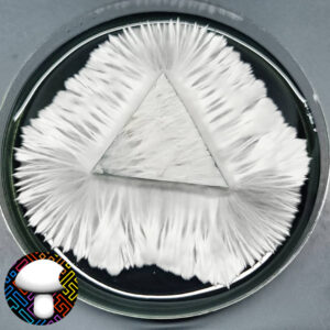 Cambodian - Isolated Plate