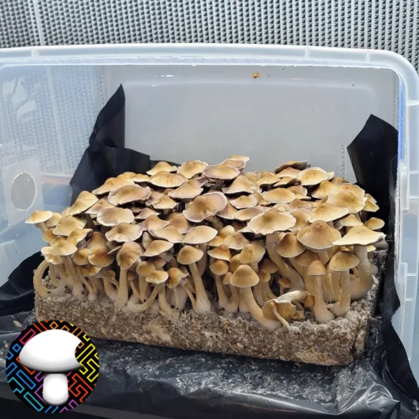 Machine Elf - Isolated Plate - Image 9