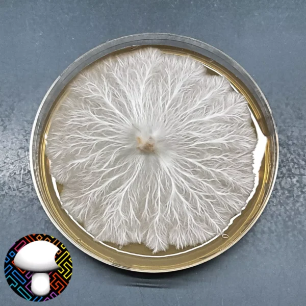 Machine Elf - Isolated Plate