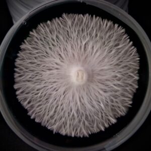 Vader - Isolated Plate