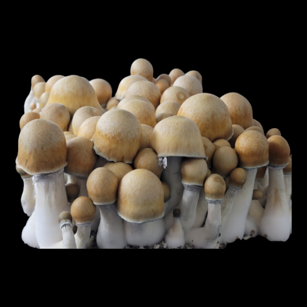 Old Dirty Penis Envy - Isolated Plate - Image 2