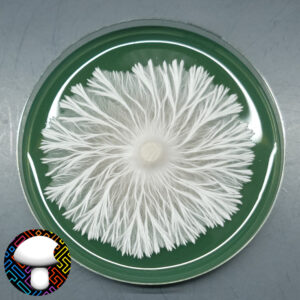 Mycelium Culture plate, swirling mycelium on a green media filled Petri dish.
