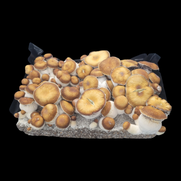 Squat Mac - Isolated Plate - Image 2