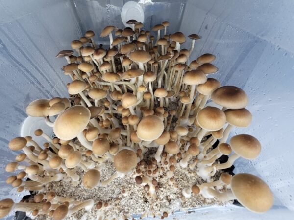 Wild Tosohatchee P1 - Isolated Plate - Image 3