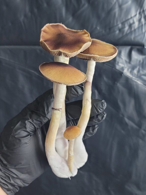 Wild Tosohatchee P1 - Isolated Plate - Image 4
