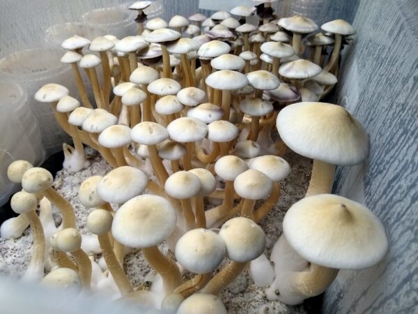 White Golden Teacher - Isolated Plate - Image 3