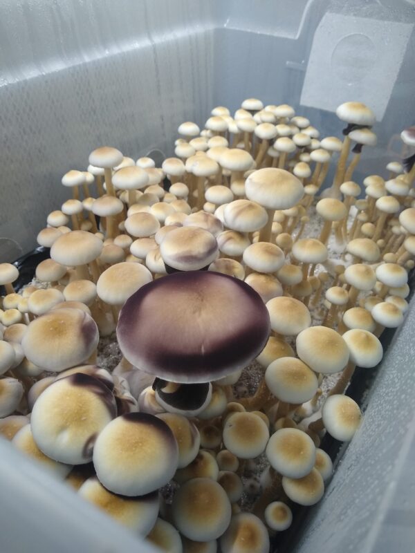 White Golden Teacher - Isolated Plate - Image 2